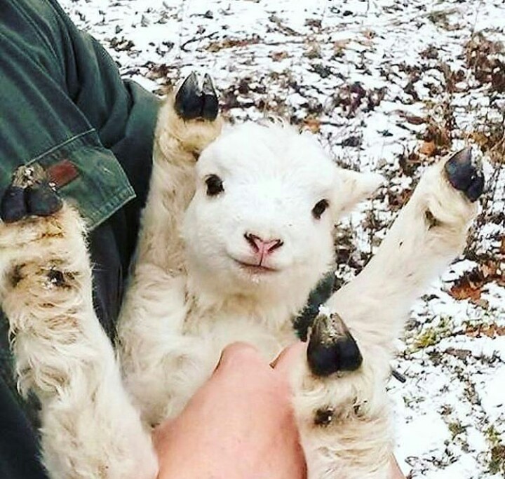 Baby) - Children, Animals