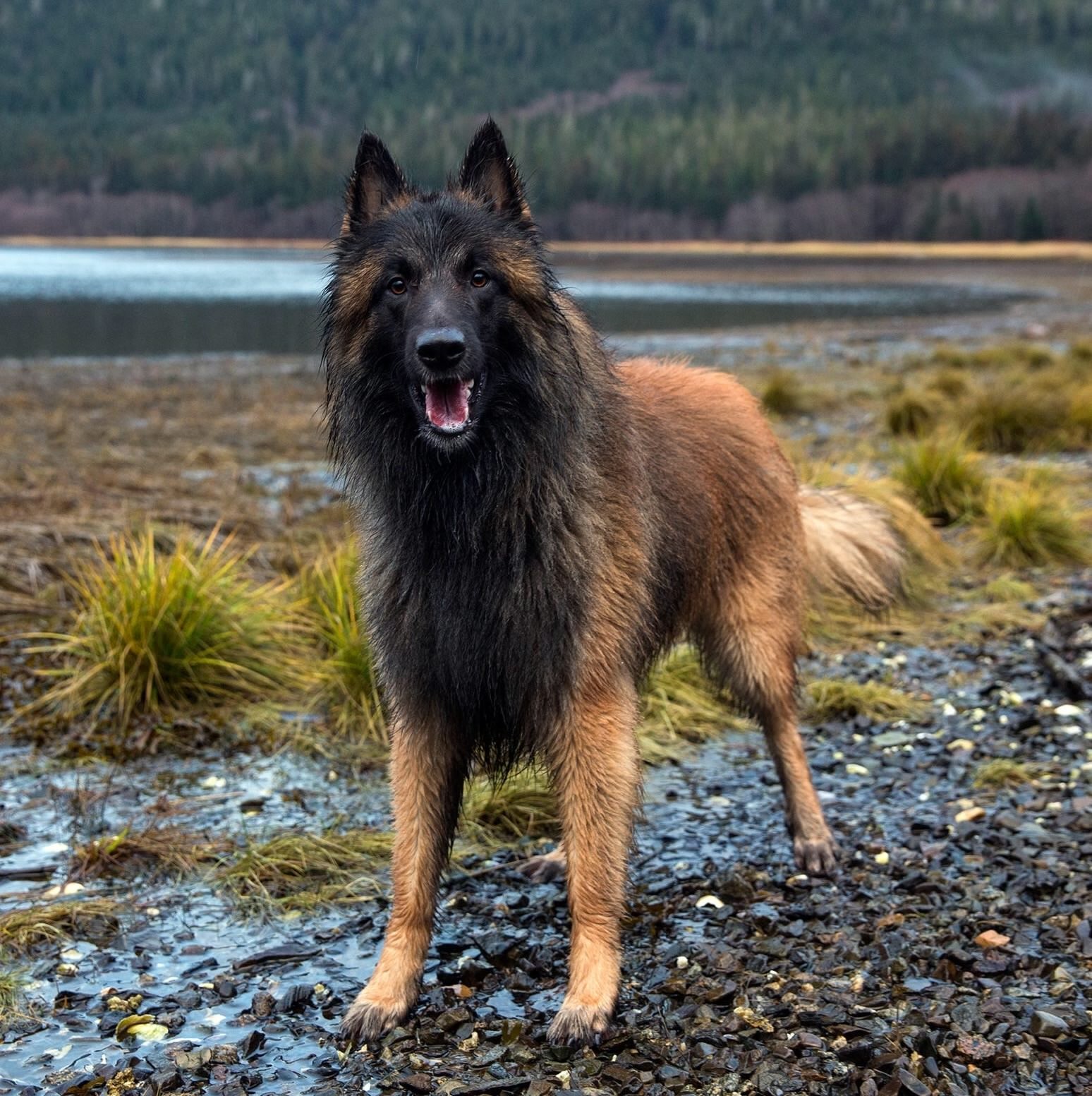 How much of a wolf is in it - Family, Dog, Alaska