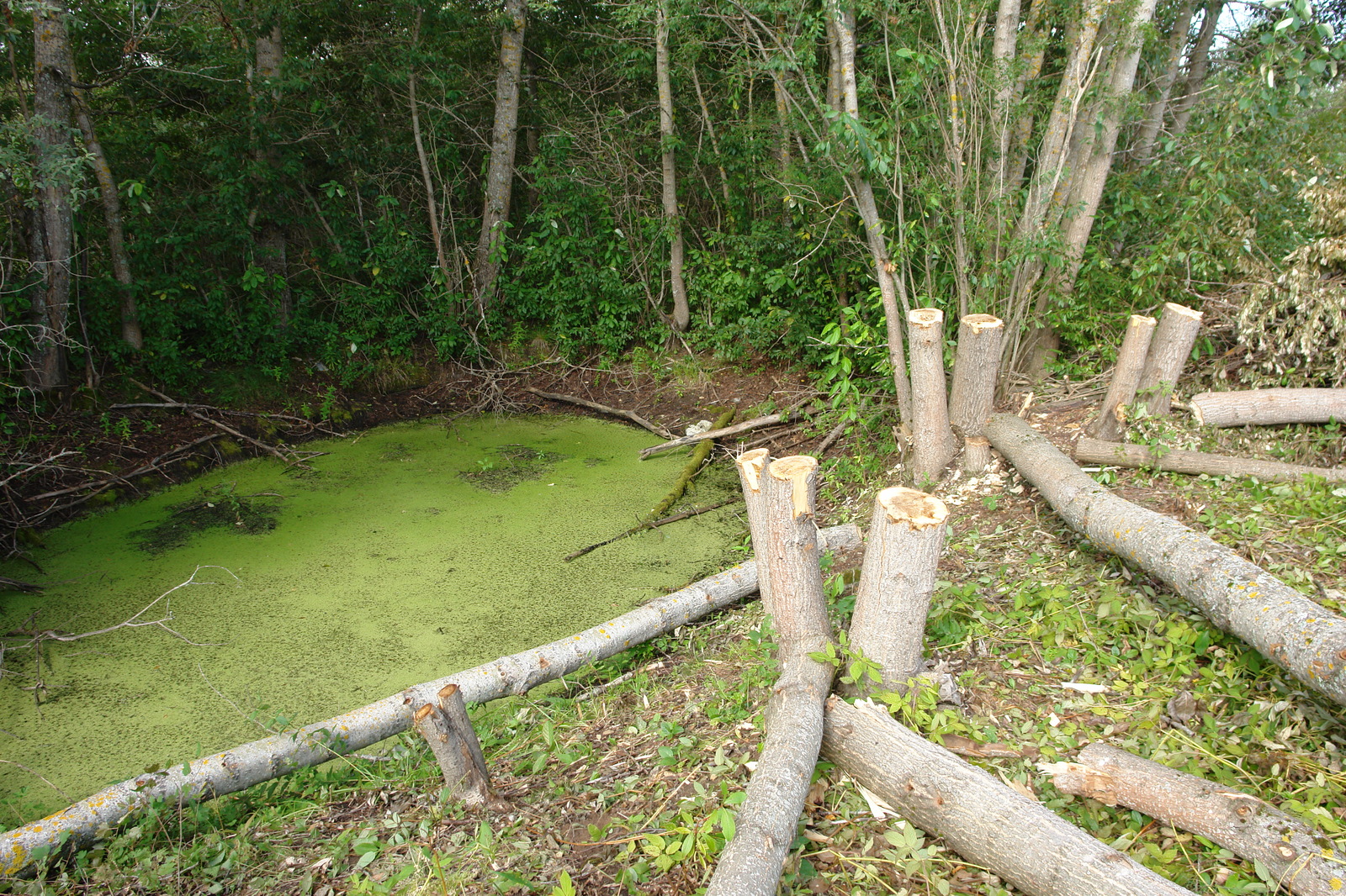 Poplars from Uncle Vanya - My, Poplar, Landscape design, Village, Vacation, Stump, Pond, Logging, 