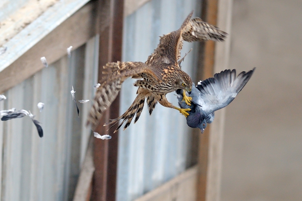 Attack. - The photo, Birds, Hunting, Hawk, Pigeon