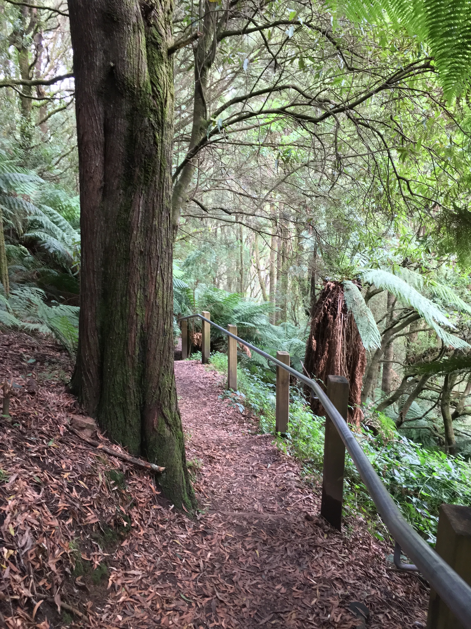 Beech forest, VIC, Australia - Моё, Австралия, Мельбурн, Штат Виктория, Водопад, Кемпинг, Длиннопост