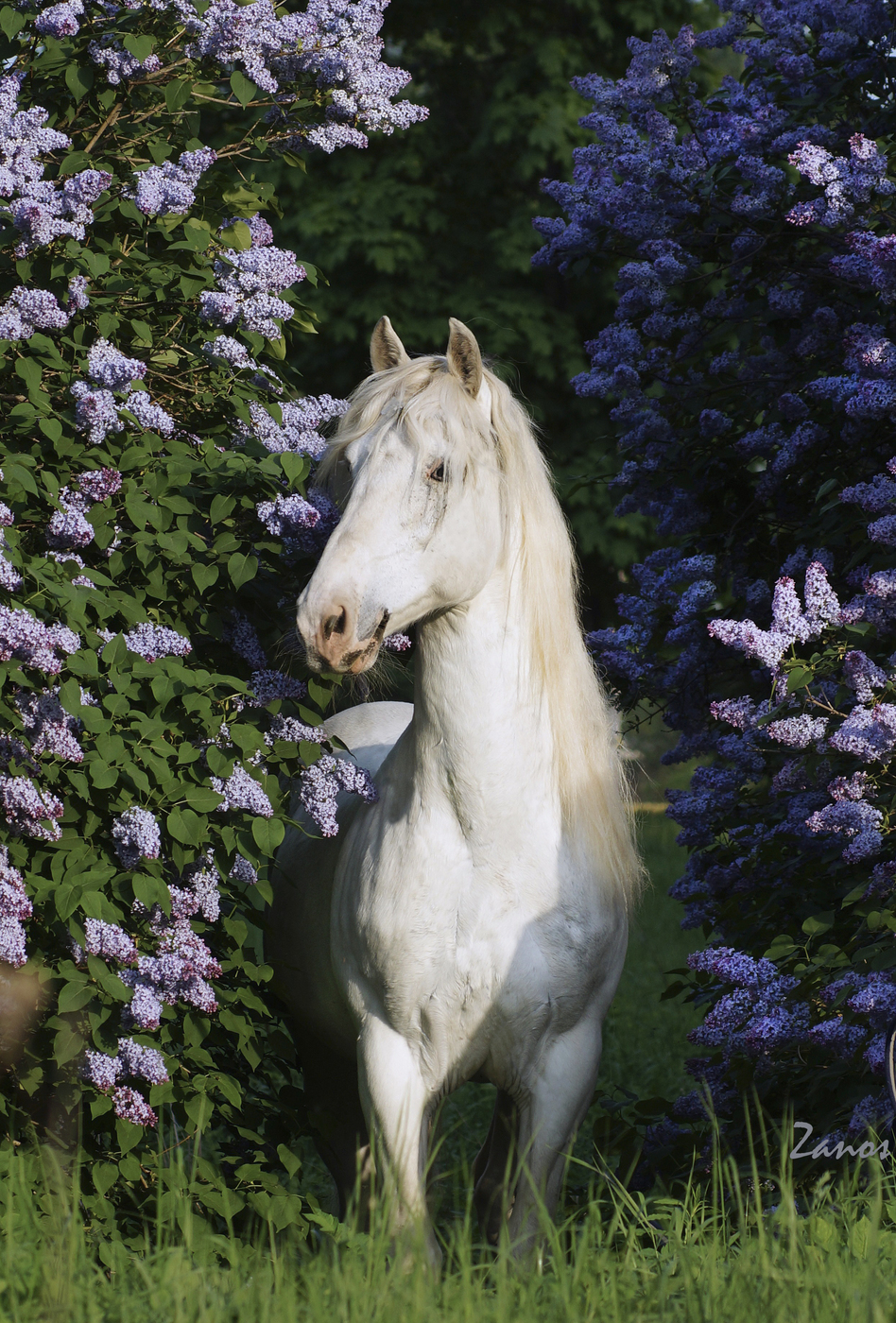 Horse post. - The photo, , Animals, Nature, Longpost