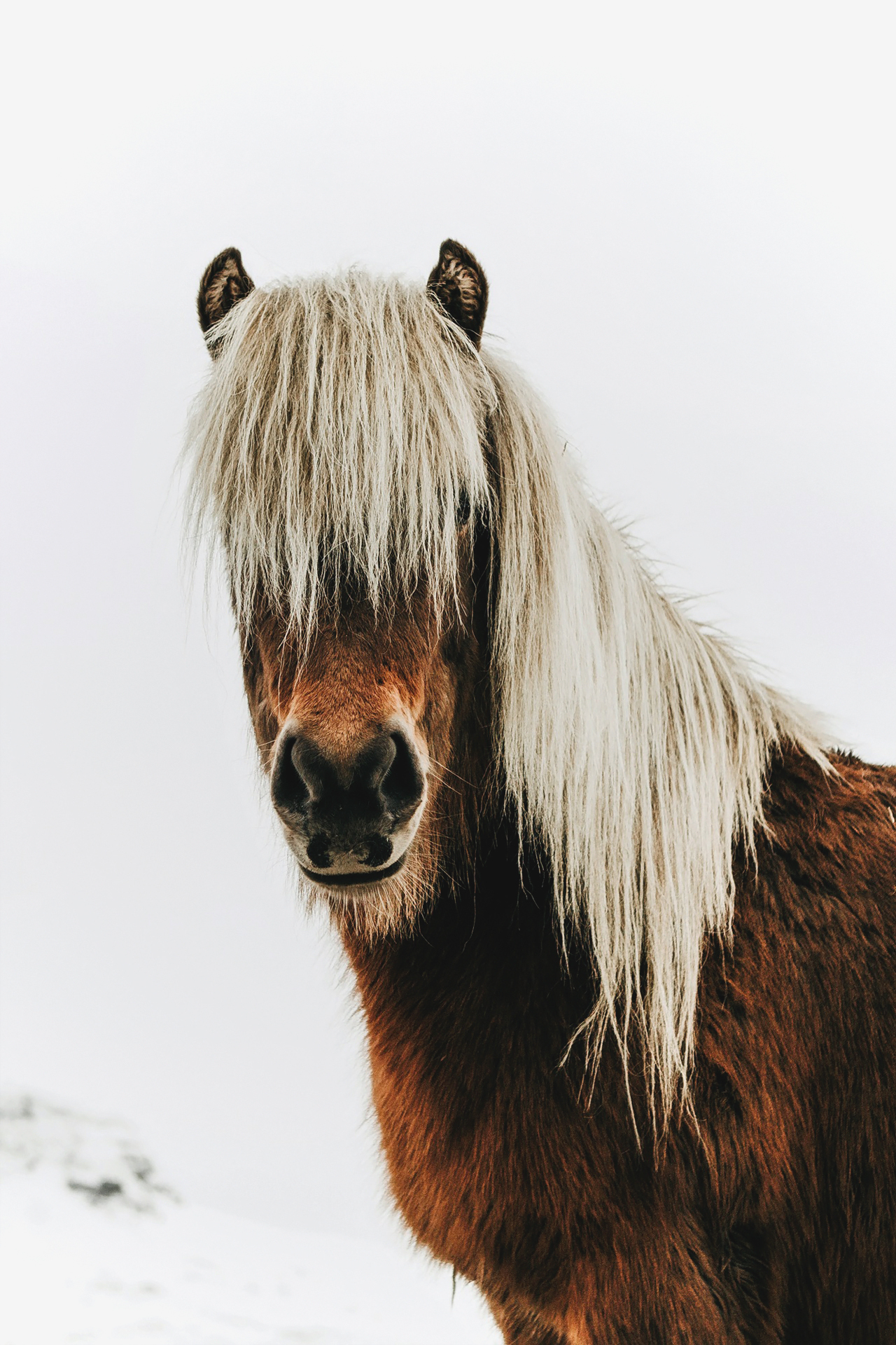 Horse post. - The photo, , Animals, Nature, Longpost