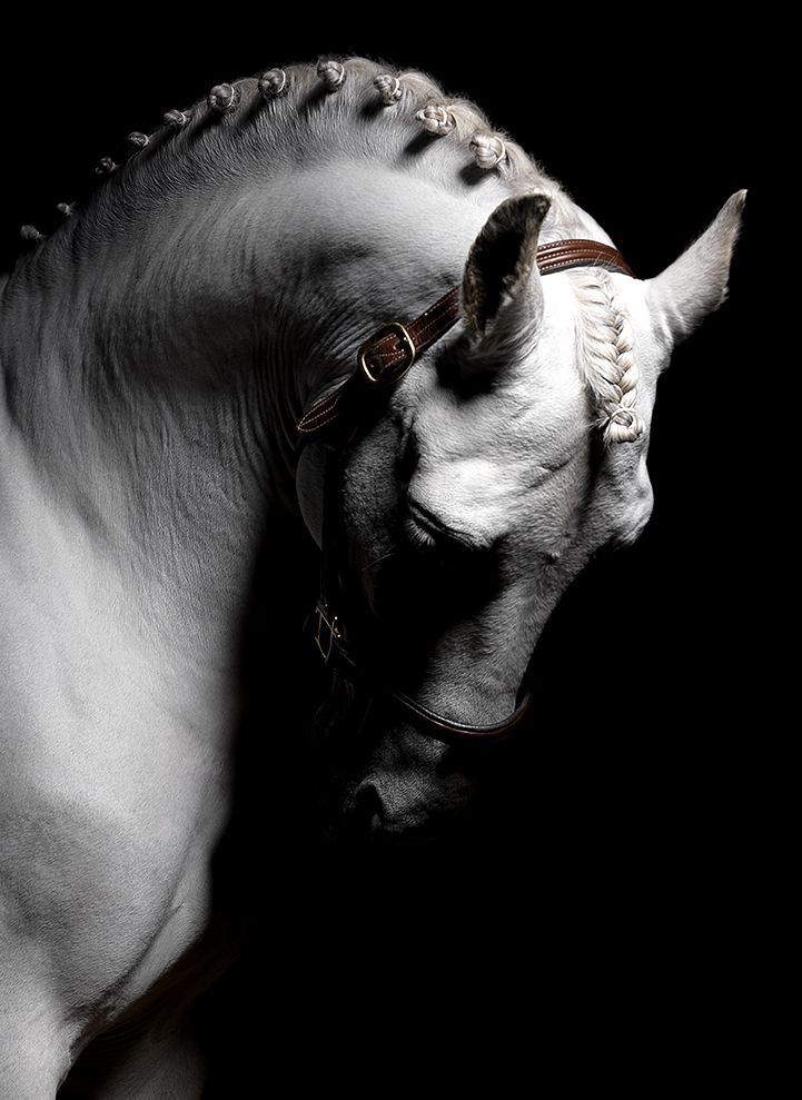 Horse post. - The photo, , Animals, Nature, Longpost