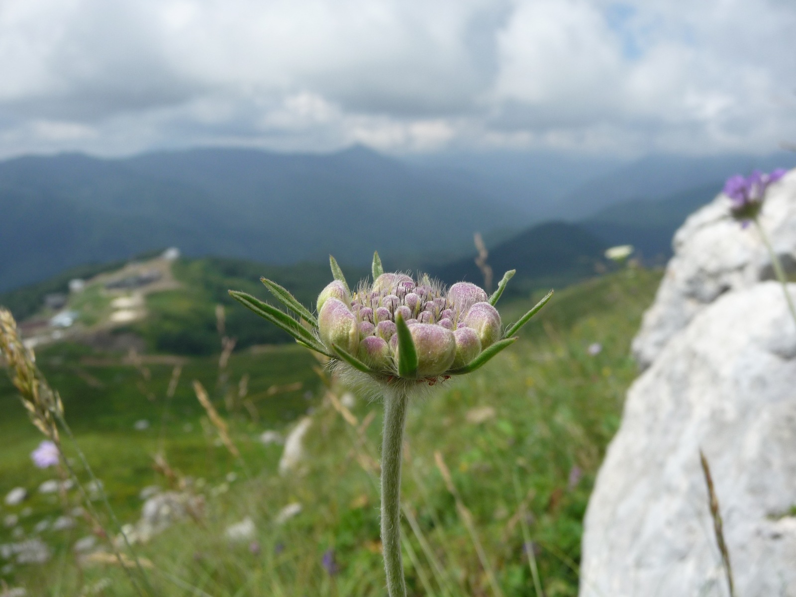 As promised, the surroundings of the foot of Mount Fisht. - My, , cat, , Longpost, Sochi, Tourism, Hike, Nature