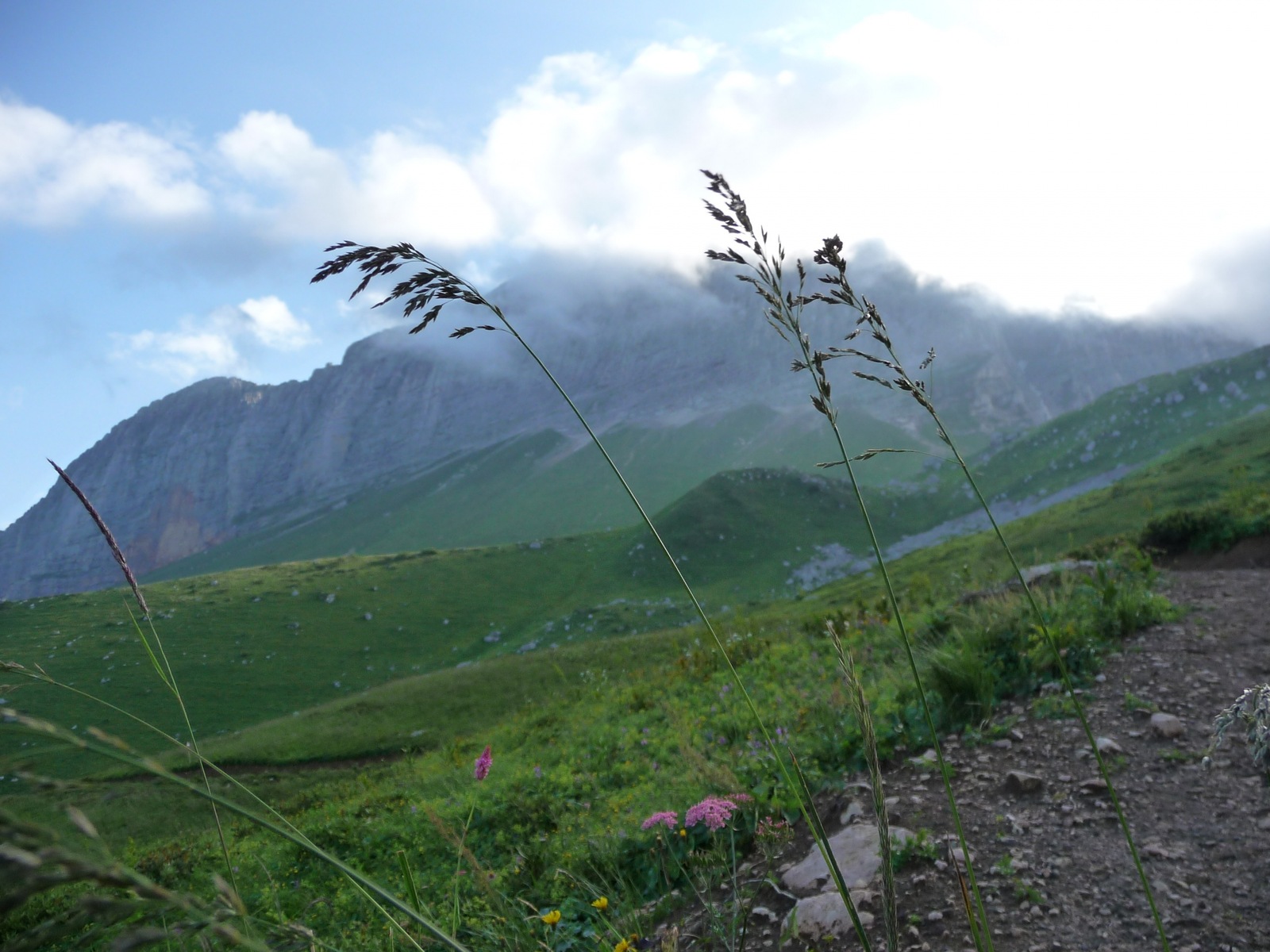 As promised, the surroundings of the foot of Mount Fisht. - My, , cat, , Longpost, Sochi, Tourism, Hike, Nature