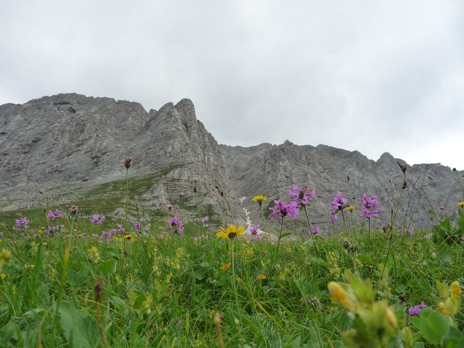 As promised, the surroundings of the foot of Mount Fisht. - My, , cat, , Longpost, Sochi, Tourism, Hike, Nature