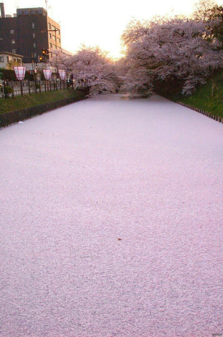 Sakura fubuki in Japan - Sakura, Japan, Nature, , The photo, Longpost