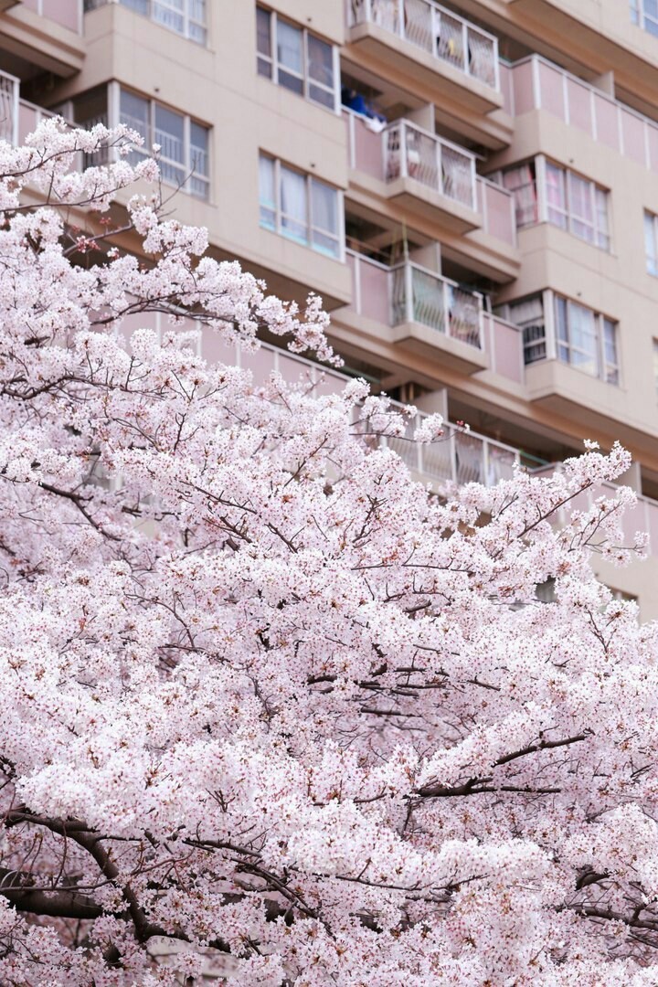 Sakura fubuki in Japan - Sakura, Japan, Nature, , The photo, Longpost