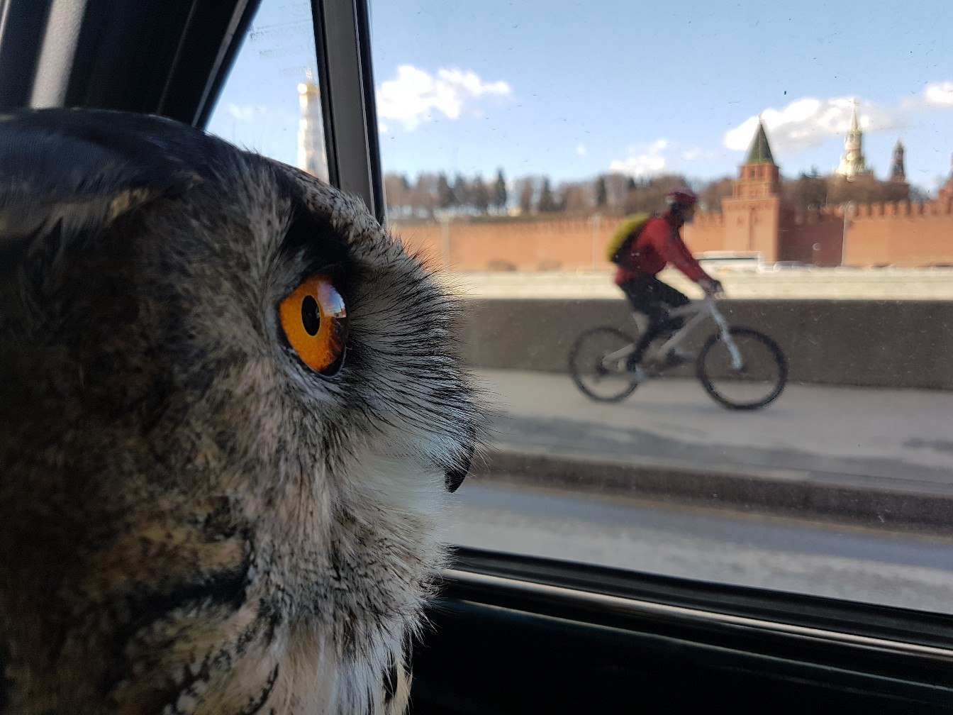 Beautiful - My, Spruce, Yoll, Owl, Owl, Moscow, Kremlin, Spring