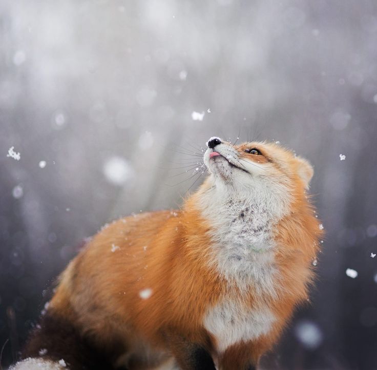 Let's say spring -BE,BE,BE ^^ - Fox, Animals, Snow, Till