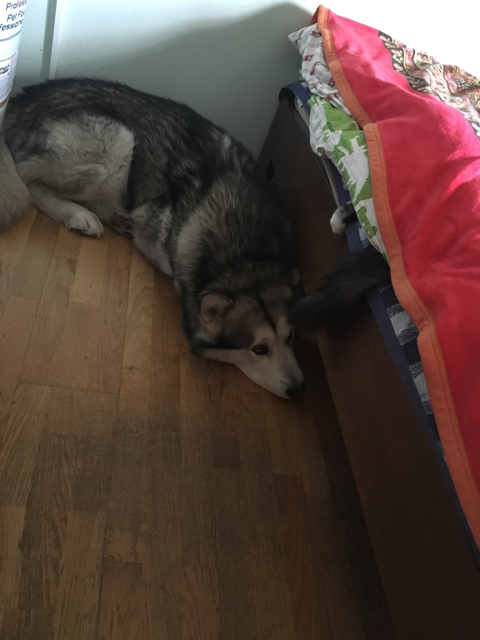 Tired toys sleep 2 - My, Alaskan Malamute, Dog, cat, Maine Coon, Longpost