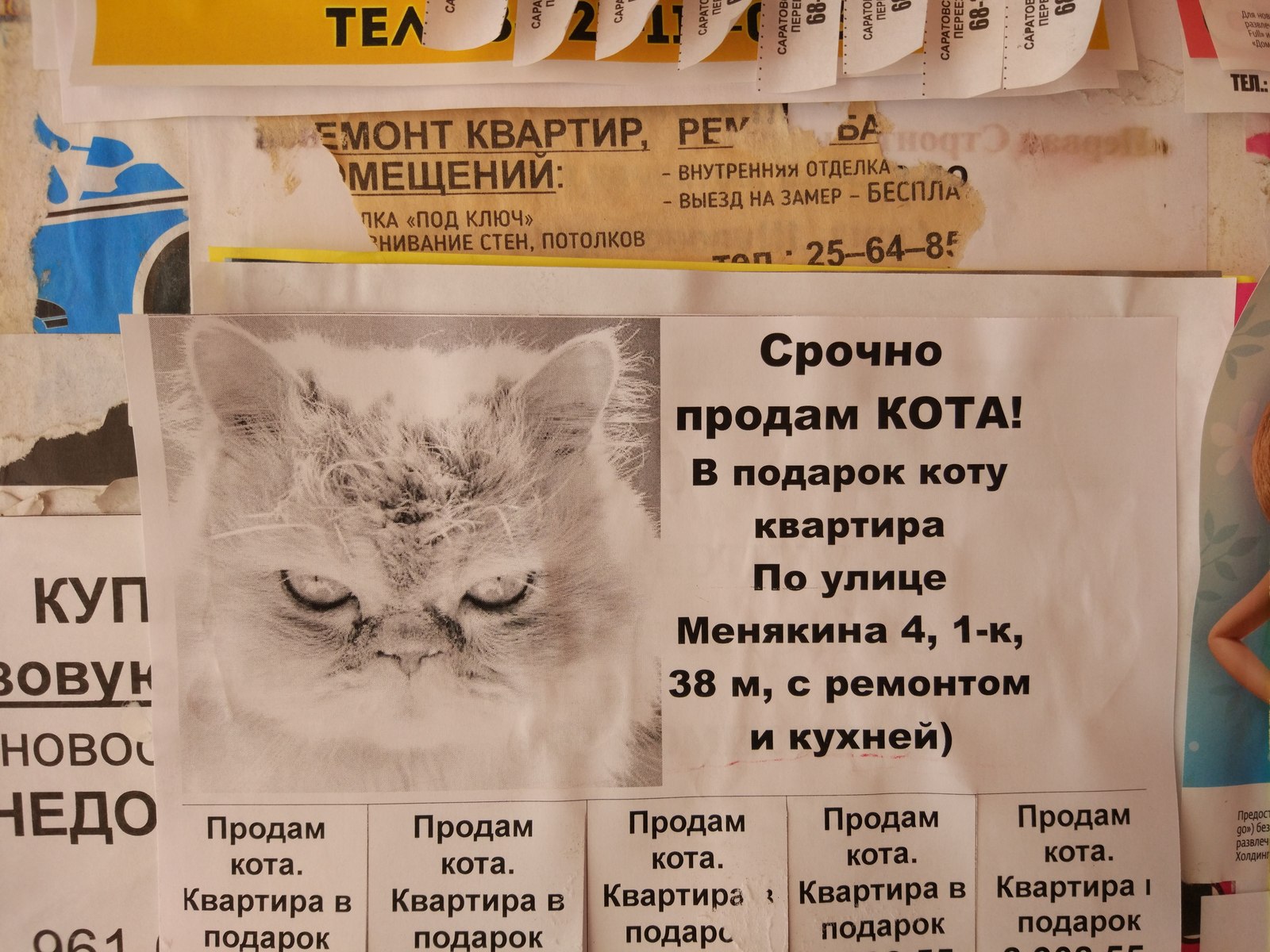 Кот в квартире отзывы. Продам кота квартира в подарок. Продается кот квартира в подарок. Реклама жилых домов с котом. Объявление по продаже кота.