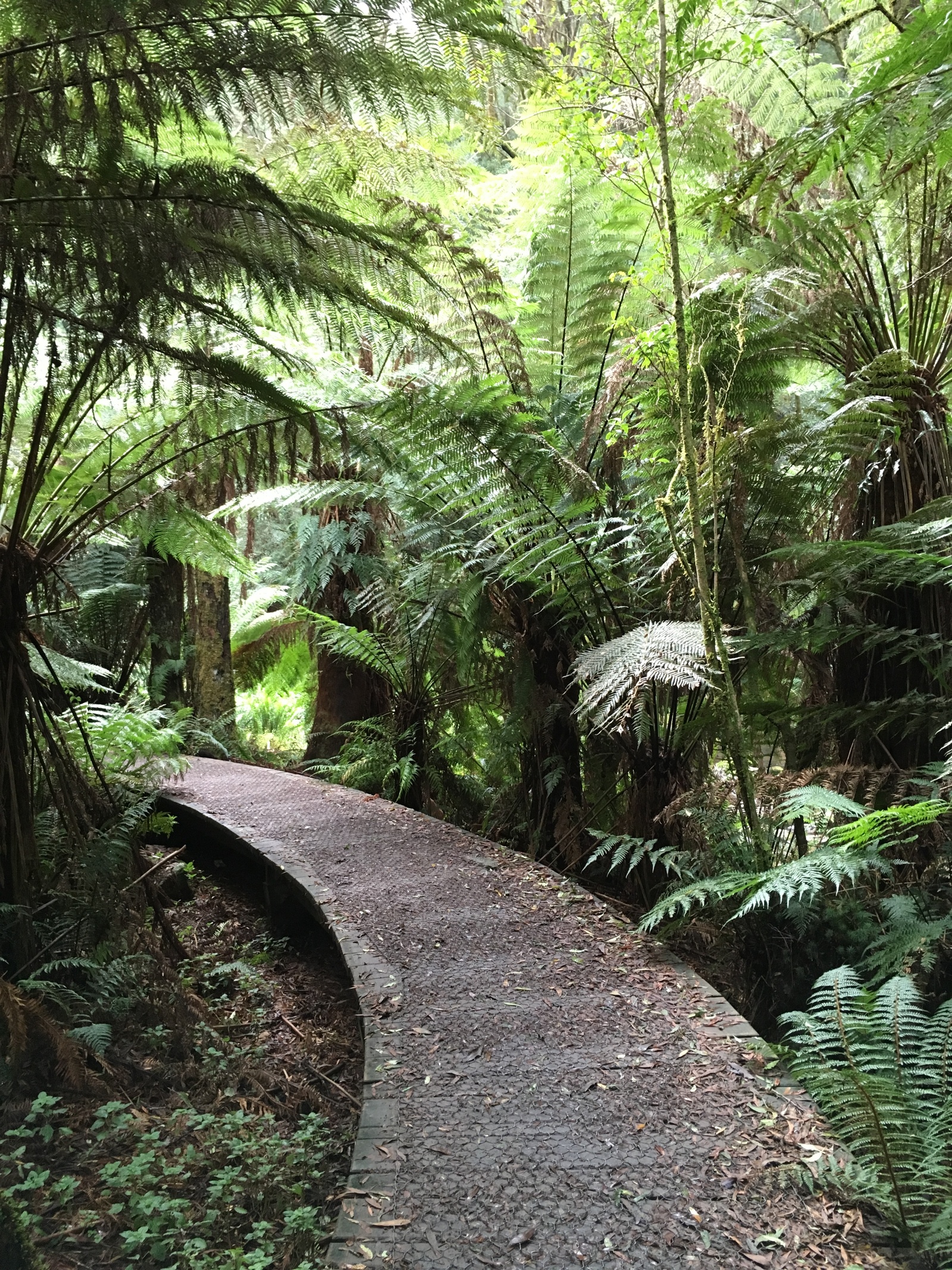 Beech forest, VIC, Australia - Моё, Австралия, Мельбурн, Штат Виктория, Водопад, Кемпинг, Длиннопост