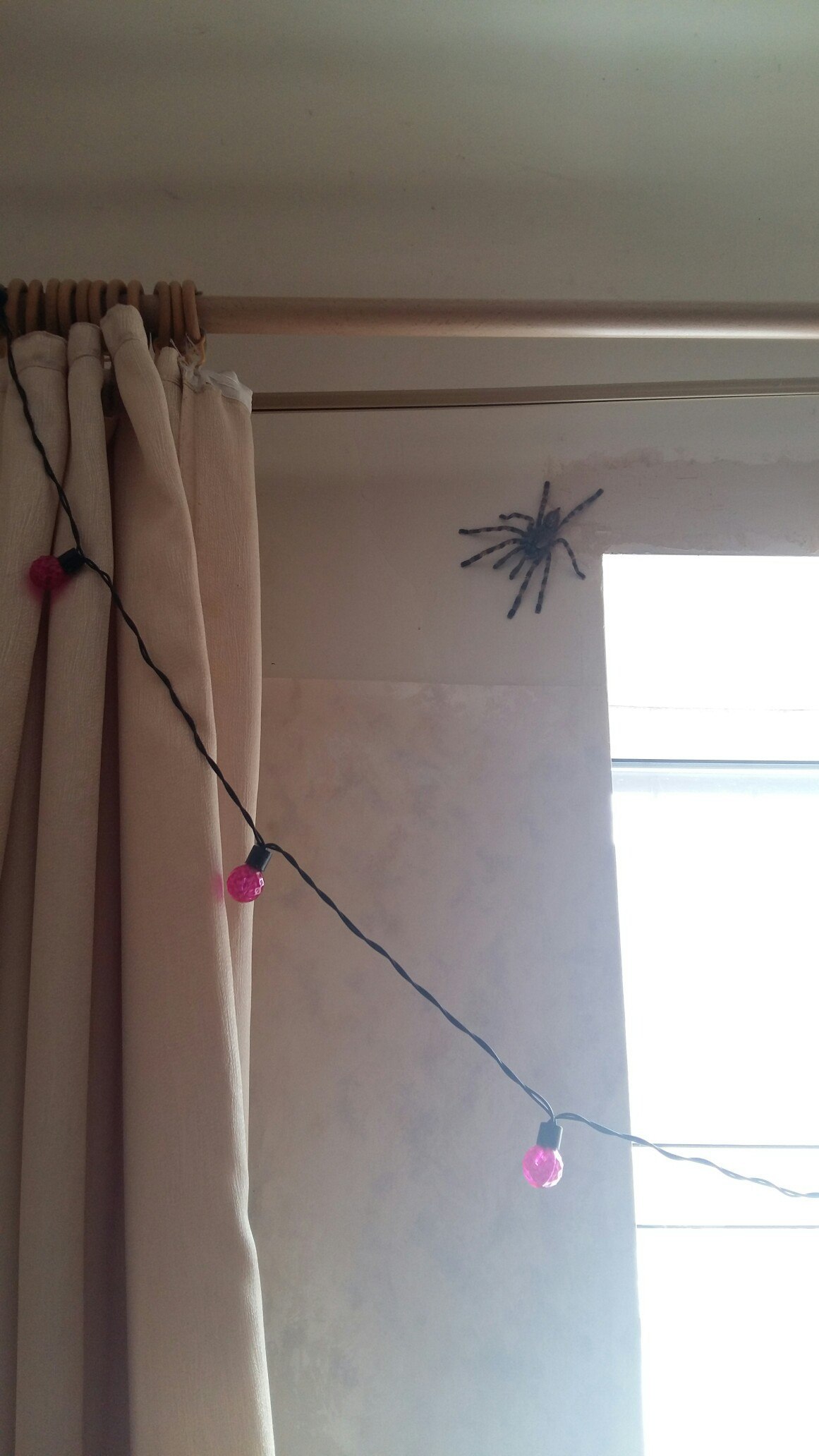 What's going on in your dorm? - My, Spider, Arachnophobia, Russia, Dormitory