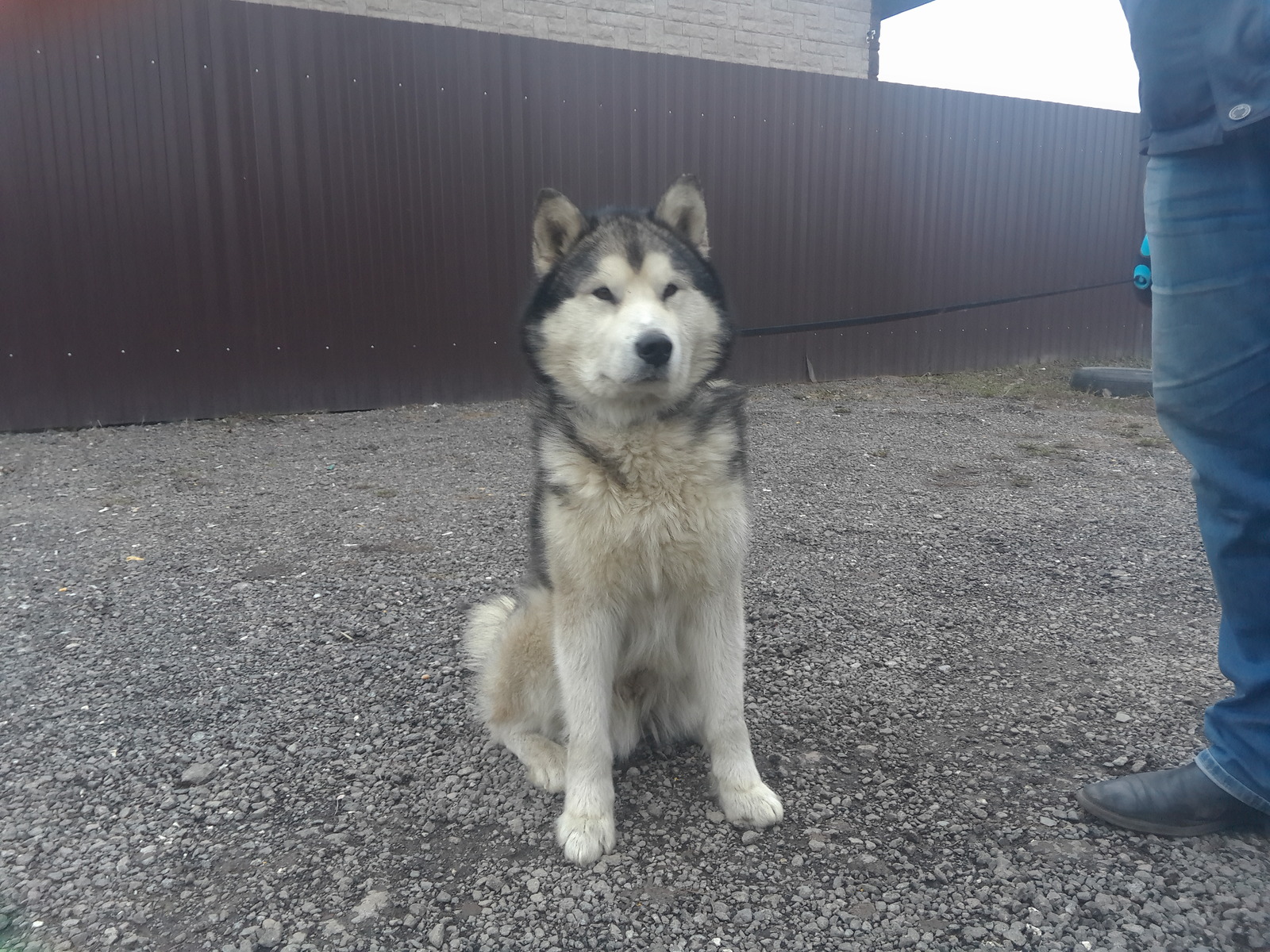 Found Malamute Fryazino - My, Alaskan Malamute, Found, Dog, Help, Moscow region, Fryazino