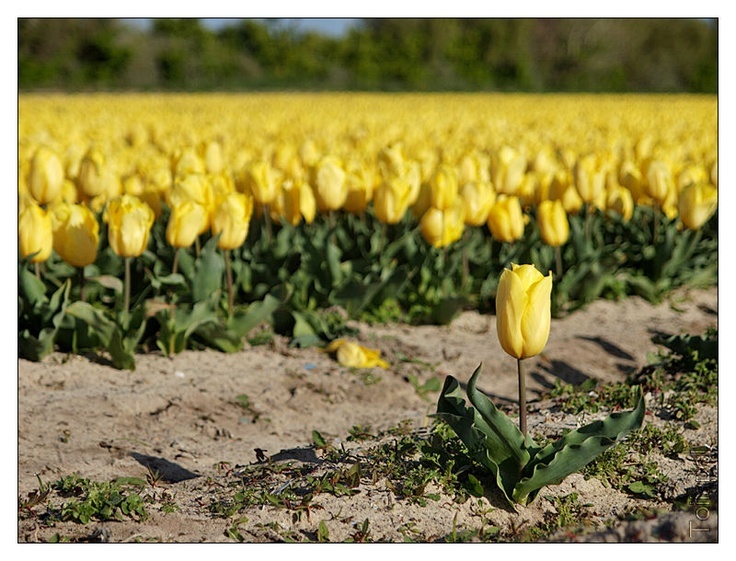 From Brittany with love. - My, France, Brittany, Absolutely tourist post, beauty, Tulips, Surfing, Text, Longpost