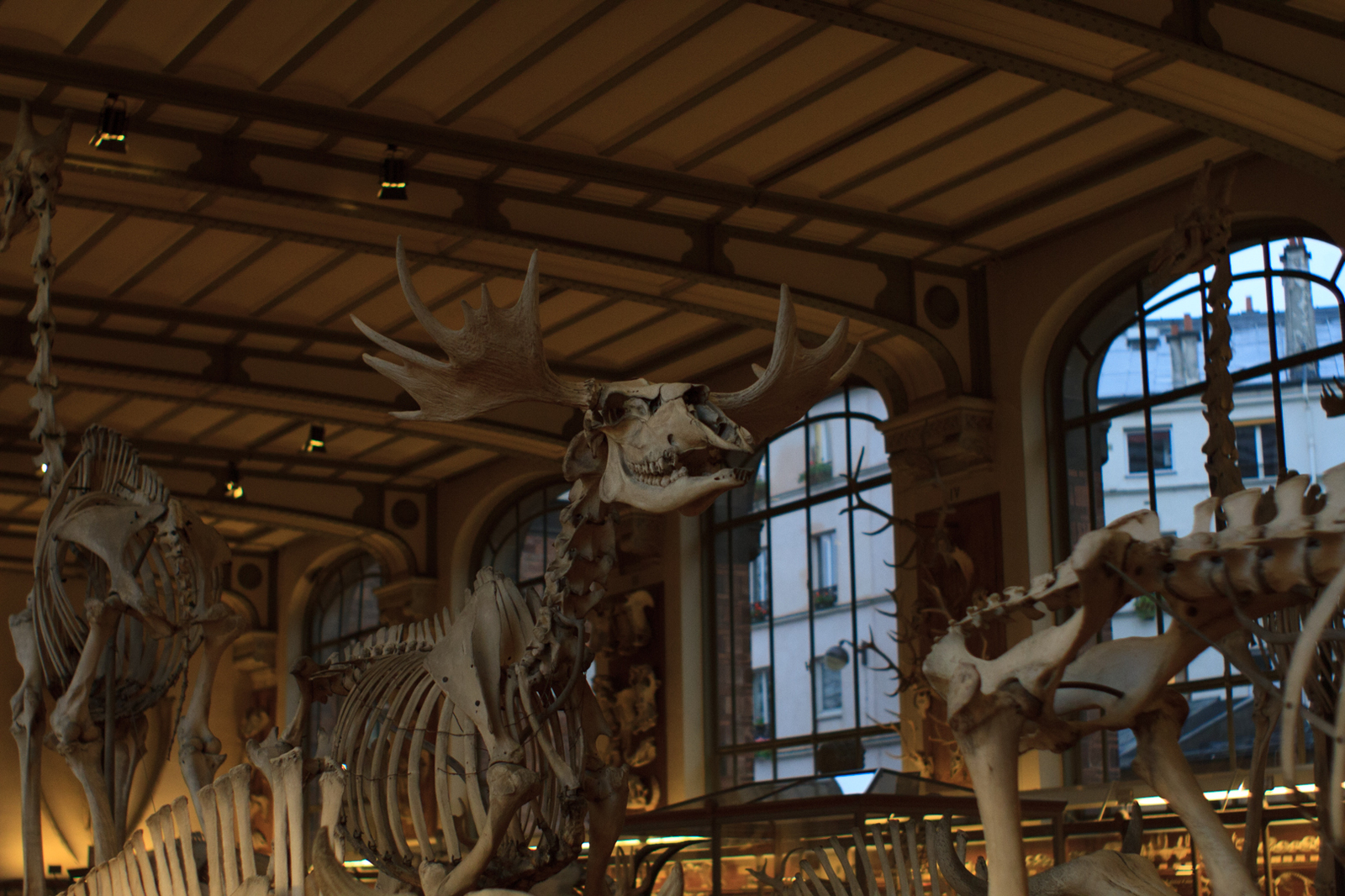 Museum of Paleontology in Paris Vol.2 - My, Museum, Paleontology, Paris, Longpost