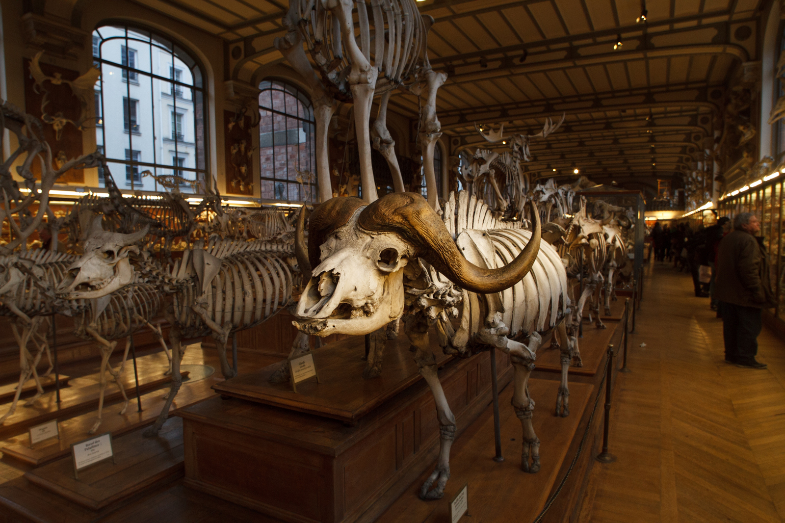 Museum of Paleontology in Paris Vol.2 - My, Museum, Paleontology, Paris, Longpost