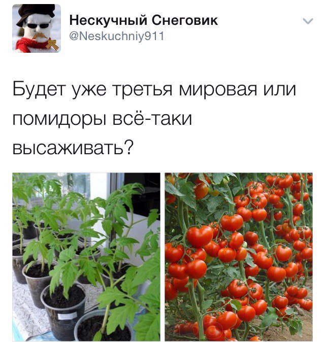 Урожай - Twitter, Политика, Помидоры, Юмор, Третья мировая война