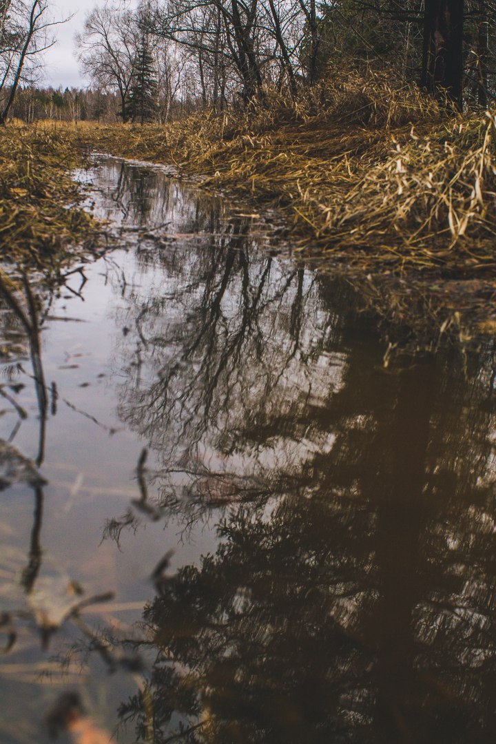 Morning in the forest - My, Canon, Canon 1000d, The photo, Nature, Spring, Forest, Longpost