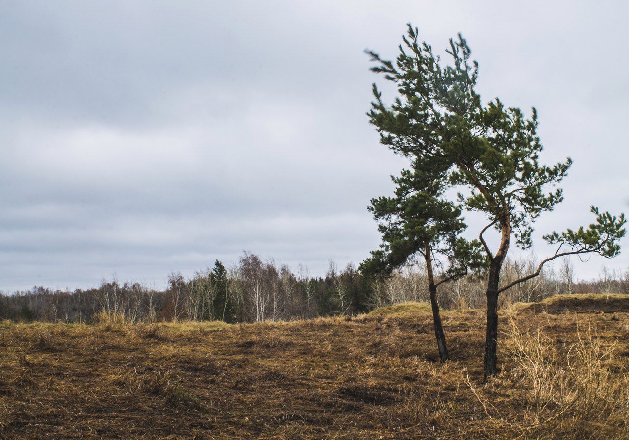 Morning in the forest - My, Canon, Canon 1000d, The photo, Nature, Spring, Forest, Longpost