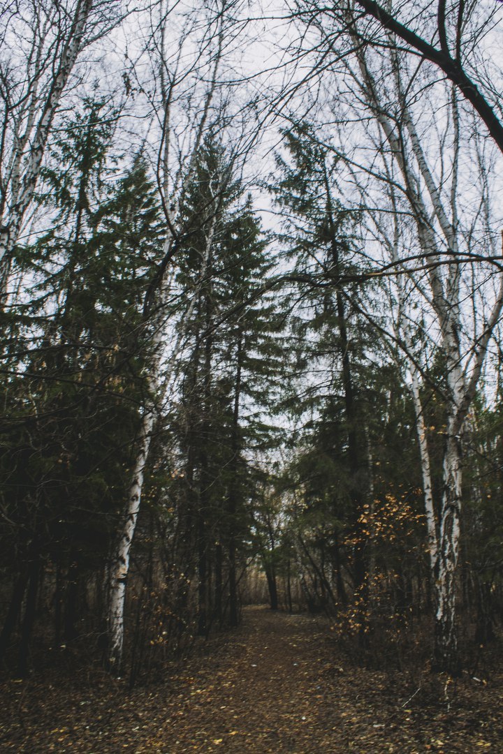 Morning in the forest - My, Canon, Canon 1000d, The photo, Nature, Spring, Forest, Longpost