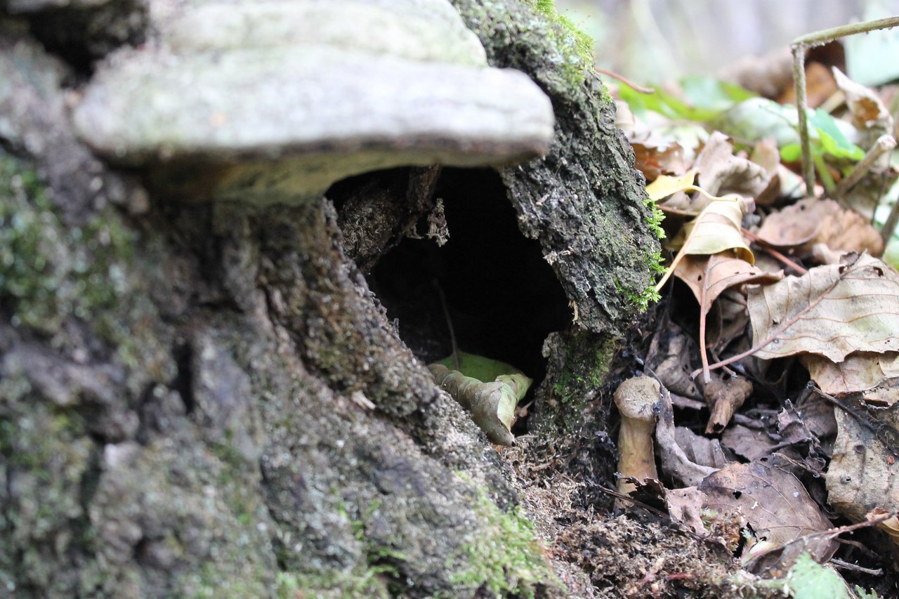 Small house - My, Autumn, Stump, Fungus