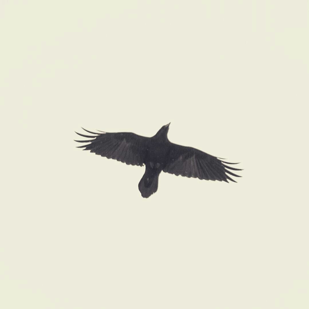 Crow - My, Crow, Birds, Nature, The photo