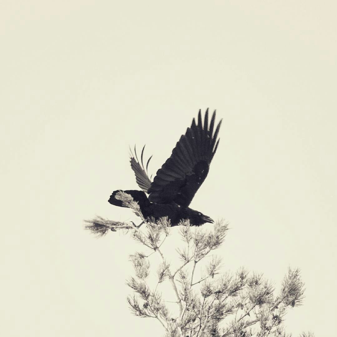 Crow - My, Crow, Birds, Nature, The photo