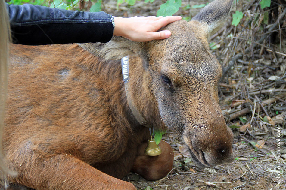 Sumarokovskaya moose farm. - Animals, Kostroma, Elk, Longpost