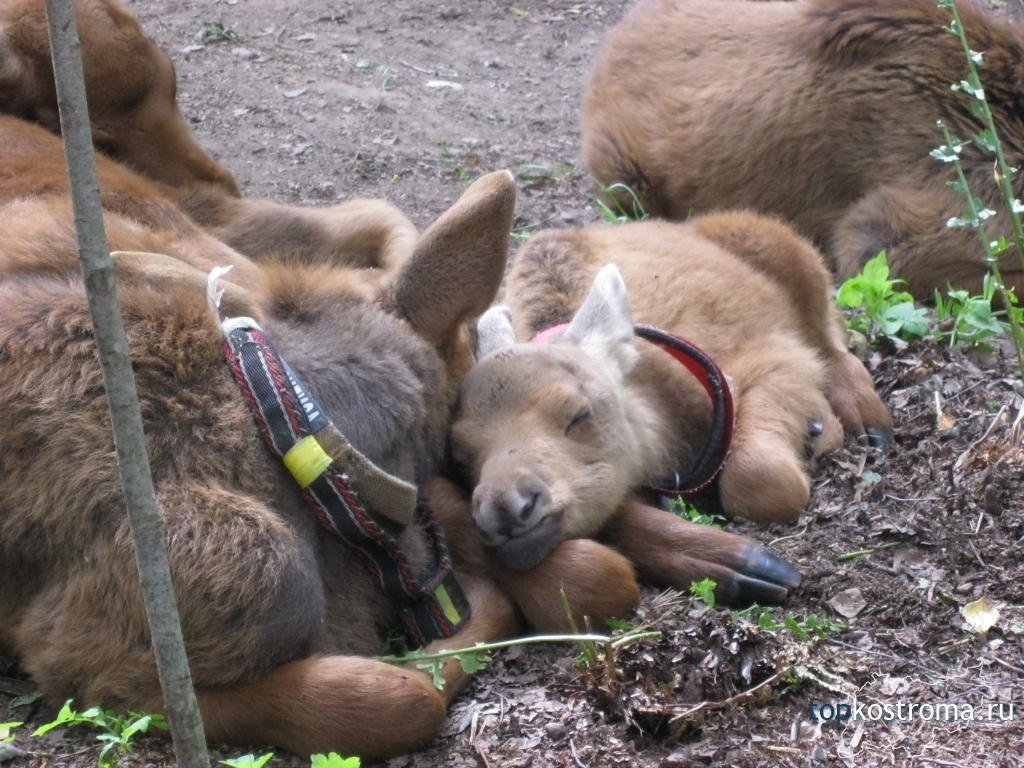 Sumarokovskaya moose farm. - Animals, Kostroma, Elk, Longpost