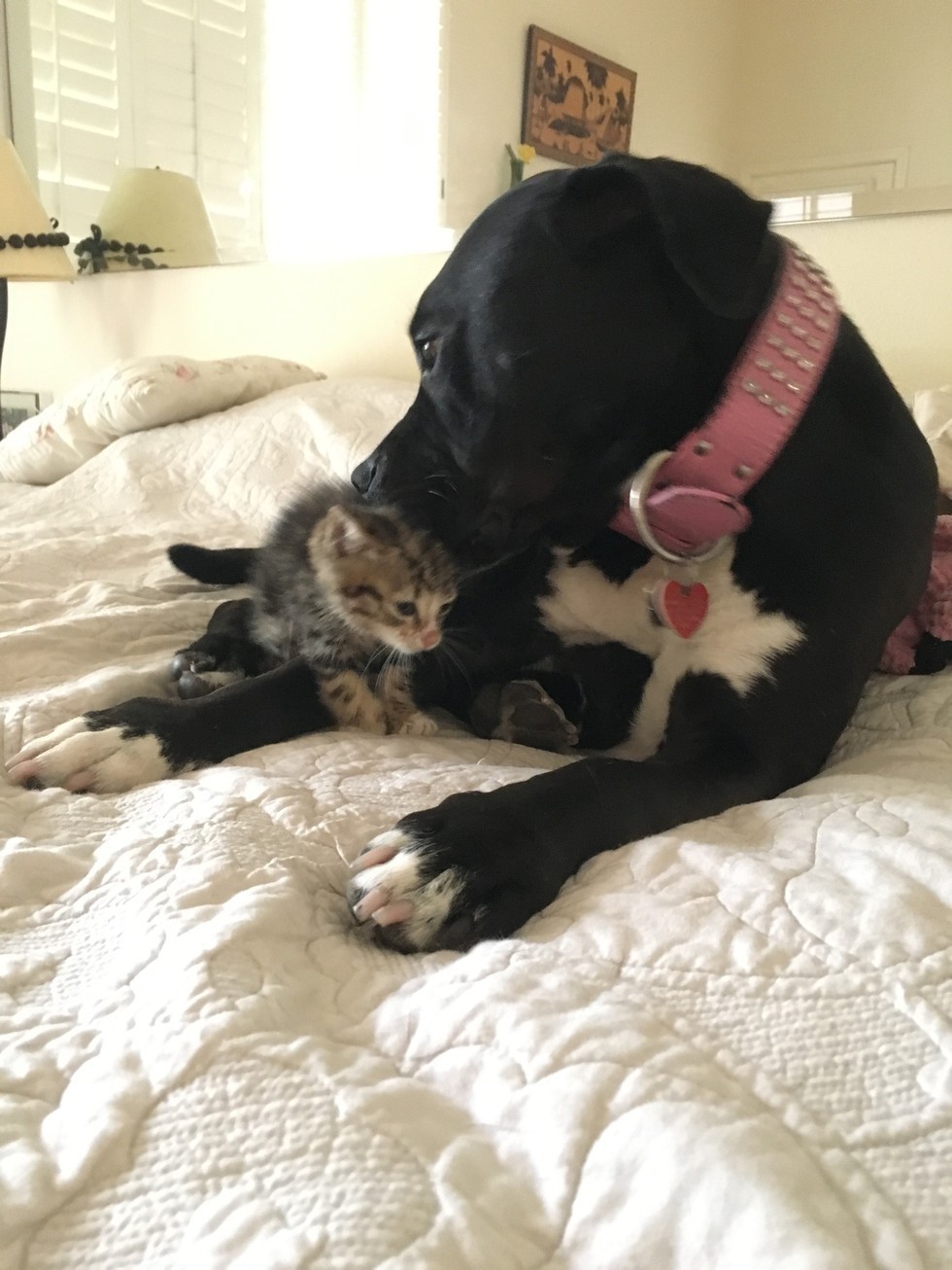 Pitbull Roxy fell in love with a little kitten as her puppy =) - cat, Dog, Pitbull, Longpost