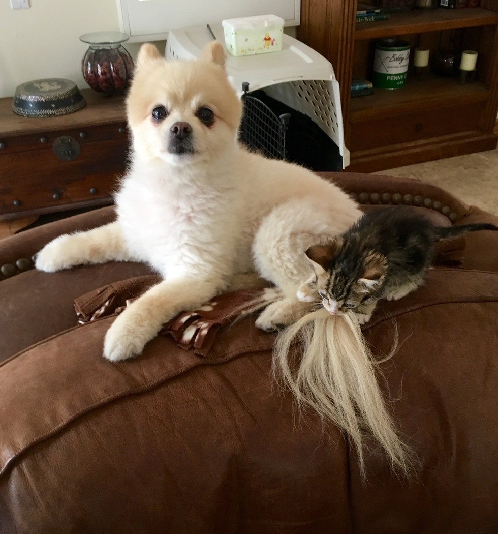 Pitbull Roxy fell in love with a little kitten as her puppy =) - cat, Dog, Pitbull, Longpost