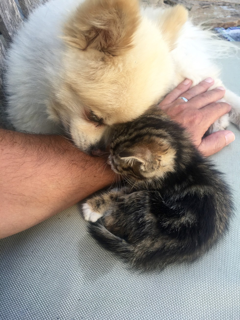 Pitbull Roxy fell in love with a little kitten as her puppy =) - cat, Dog, Pitbull, Longpost