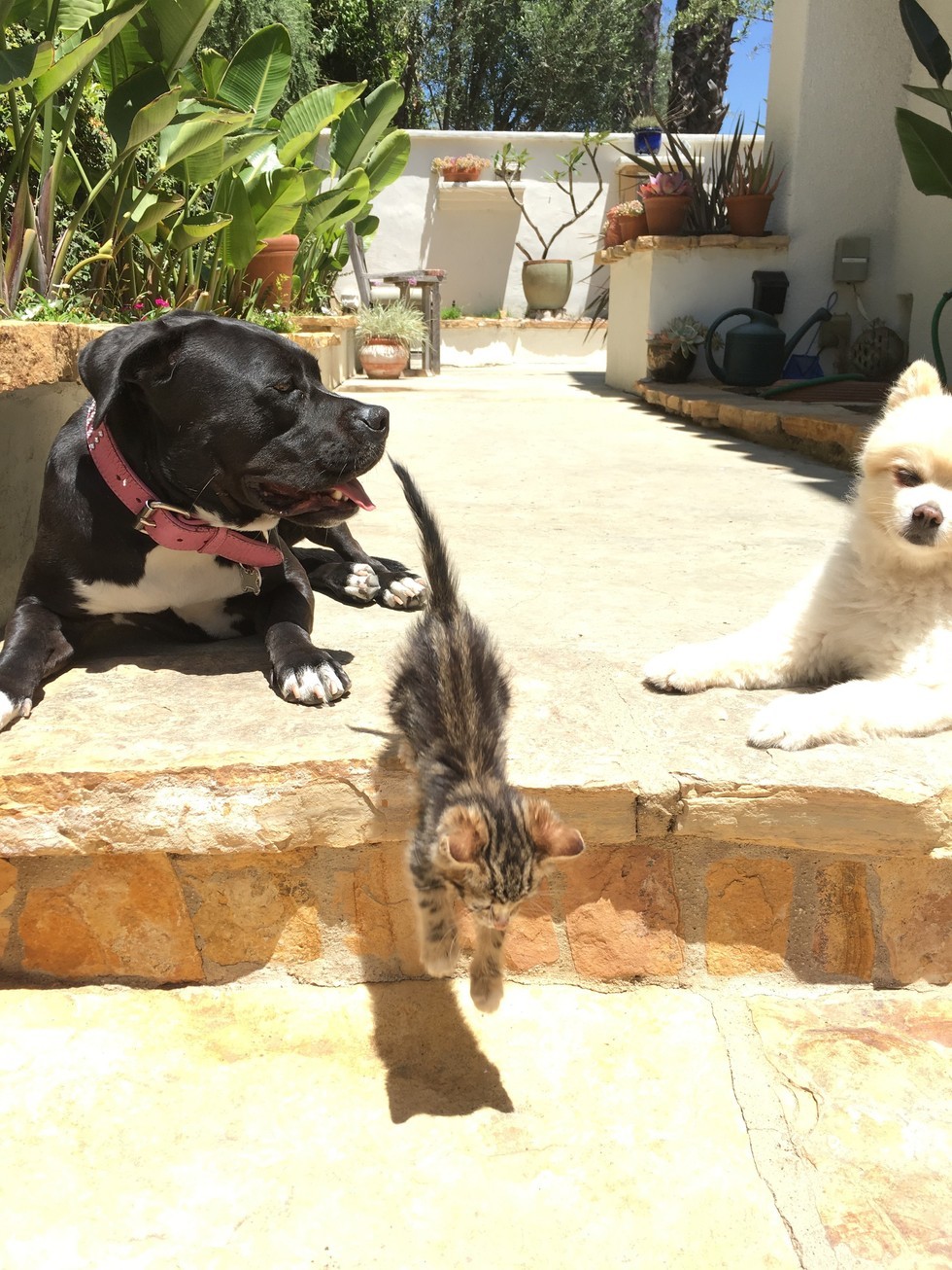 Pitbull Roxy fell in love with a little kitten as her puppy =) - cat, Dog, Pitbull, Longpost