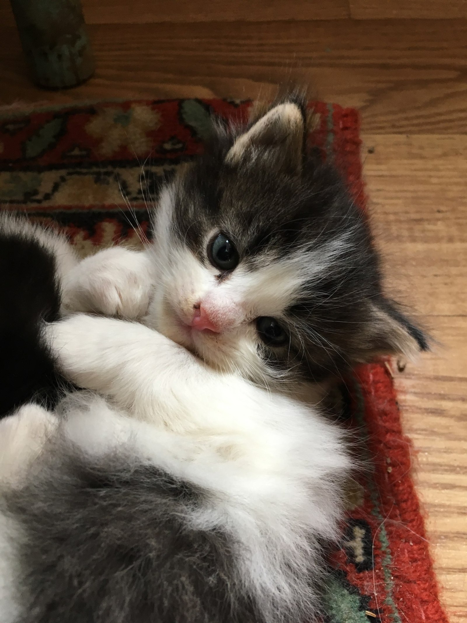 Котятки с доставкой | Пикабу