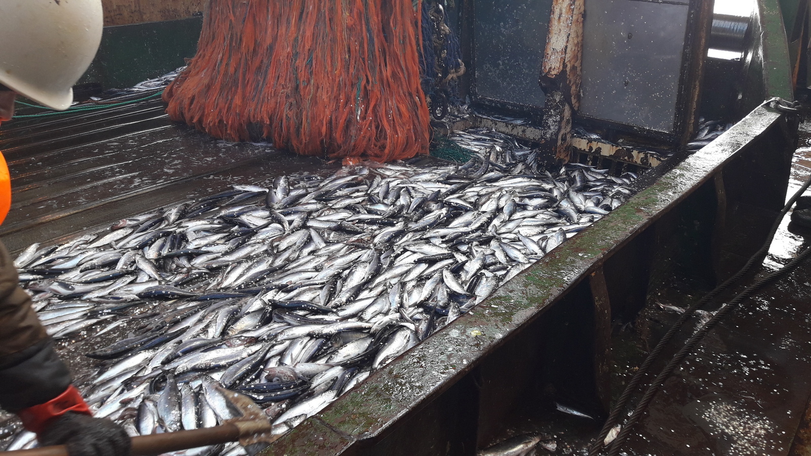 About herring. - My, Fishing, Herring, Longpost