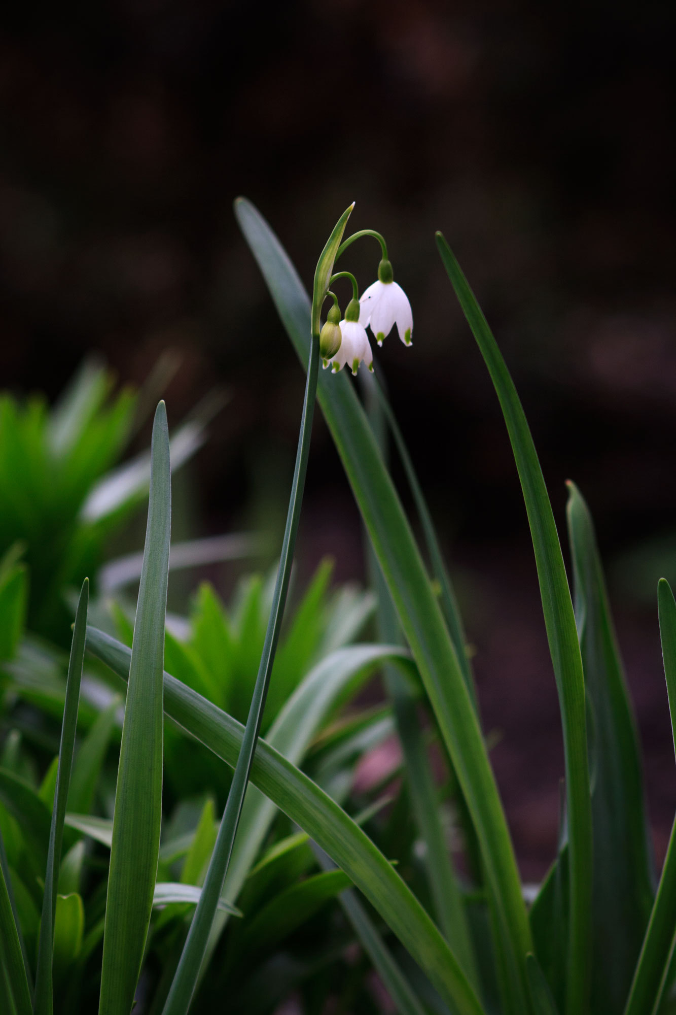 Some spring flowers - My, My, The photo, Flowers, Spring, Garden, Canon 1000d, Longpost