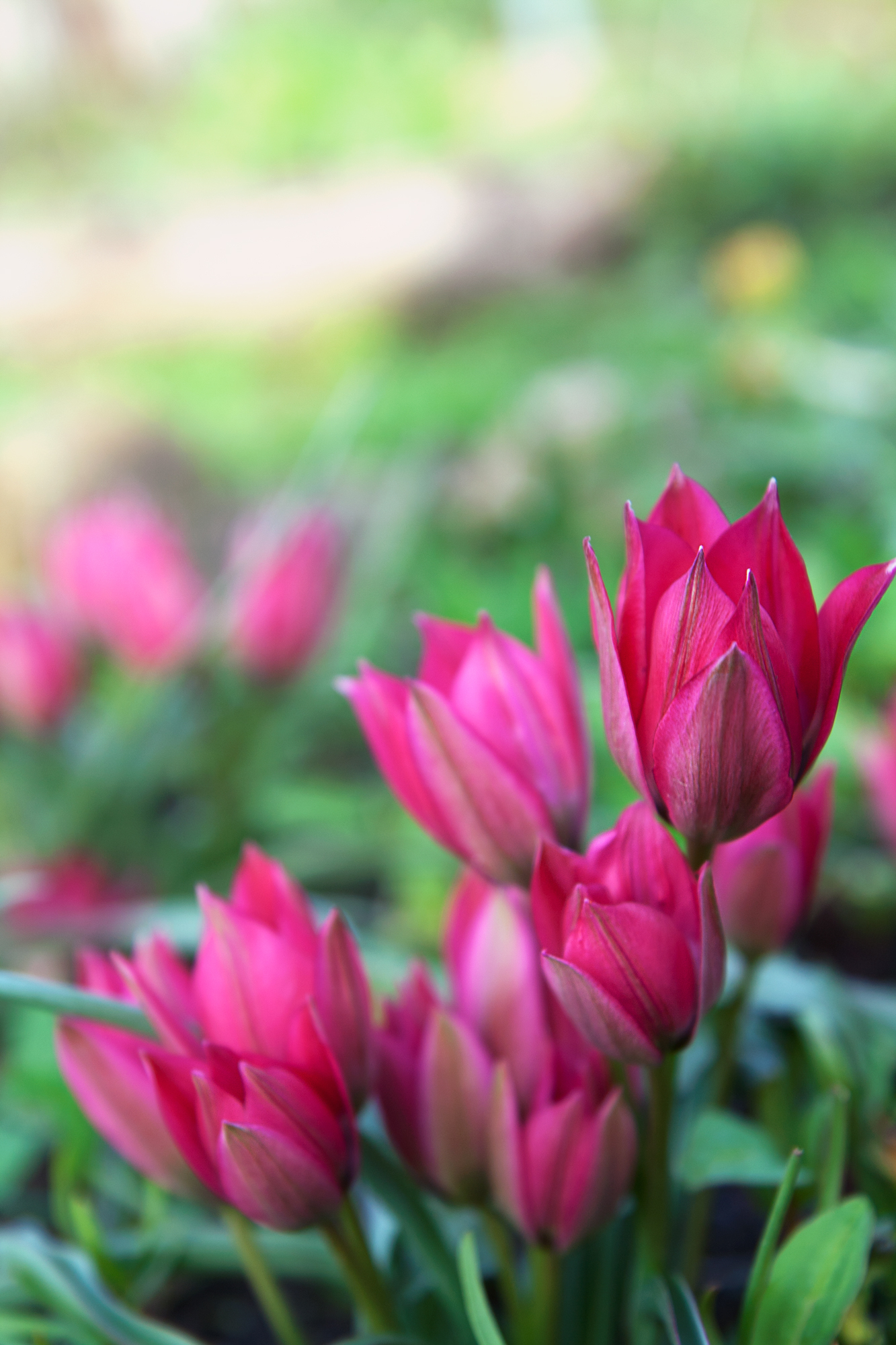 Some spring flowers - My, My, The photo, Flowers, Spring, Garden, Canon 1000d, Longpost