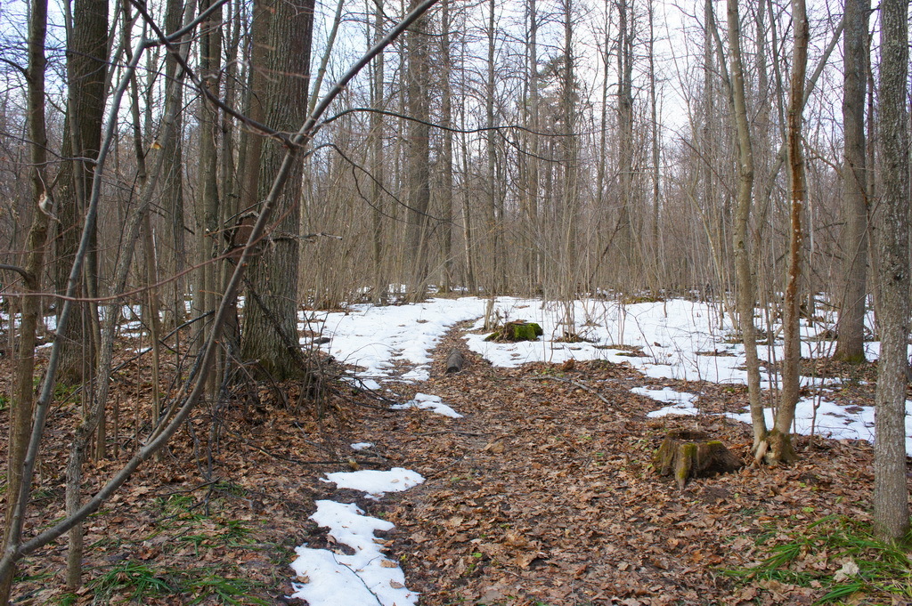 Picnic by the road. - My, My, Traditions, Picnic, Report, Forest, cat, Longpost