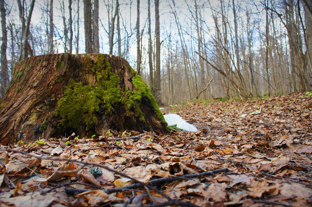 Picnic by the road. - My, My, Traditions, Picnic, Report, Forest, cat, Longpost