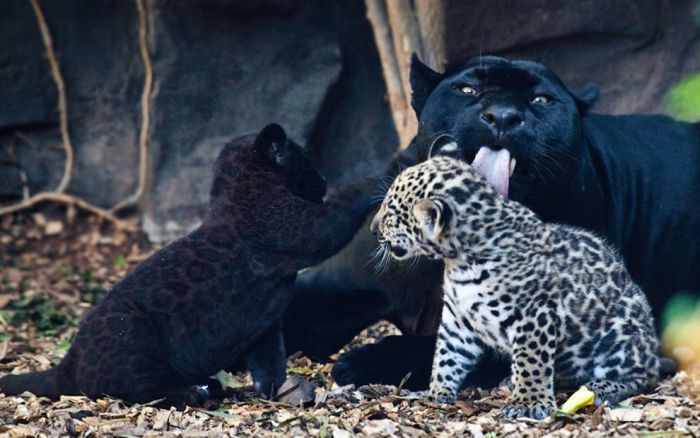 Cat family. - Mum, Big cats, Washing