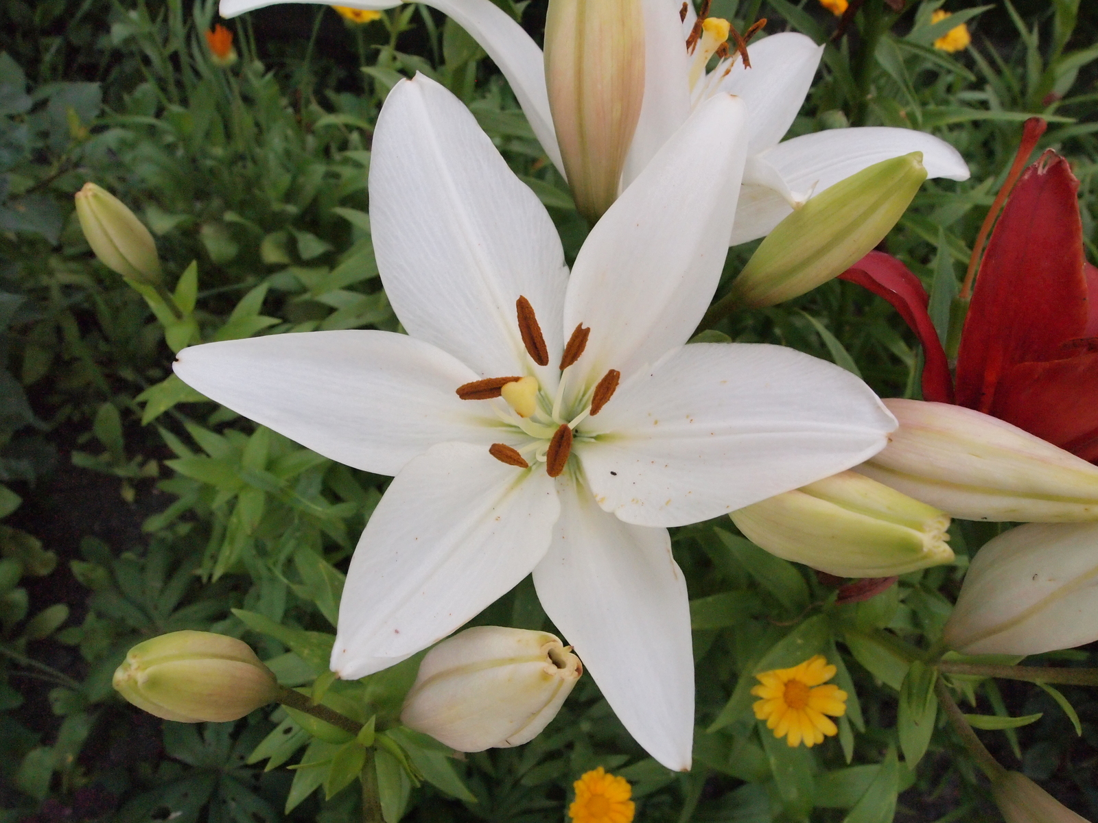 Lilies - My, The photo, Flowers, Lily, Red, White, Longpost