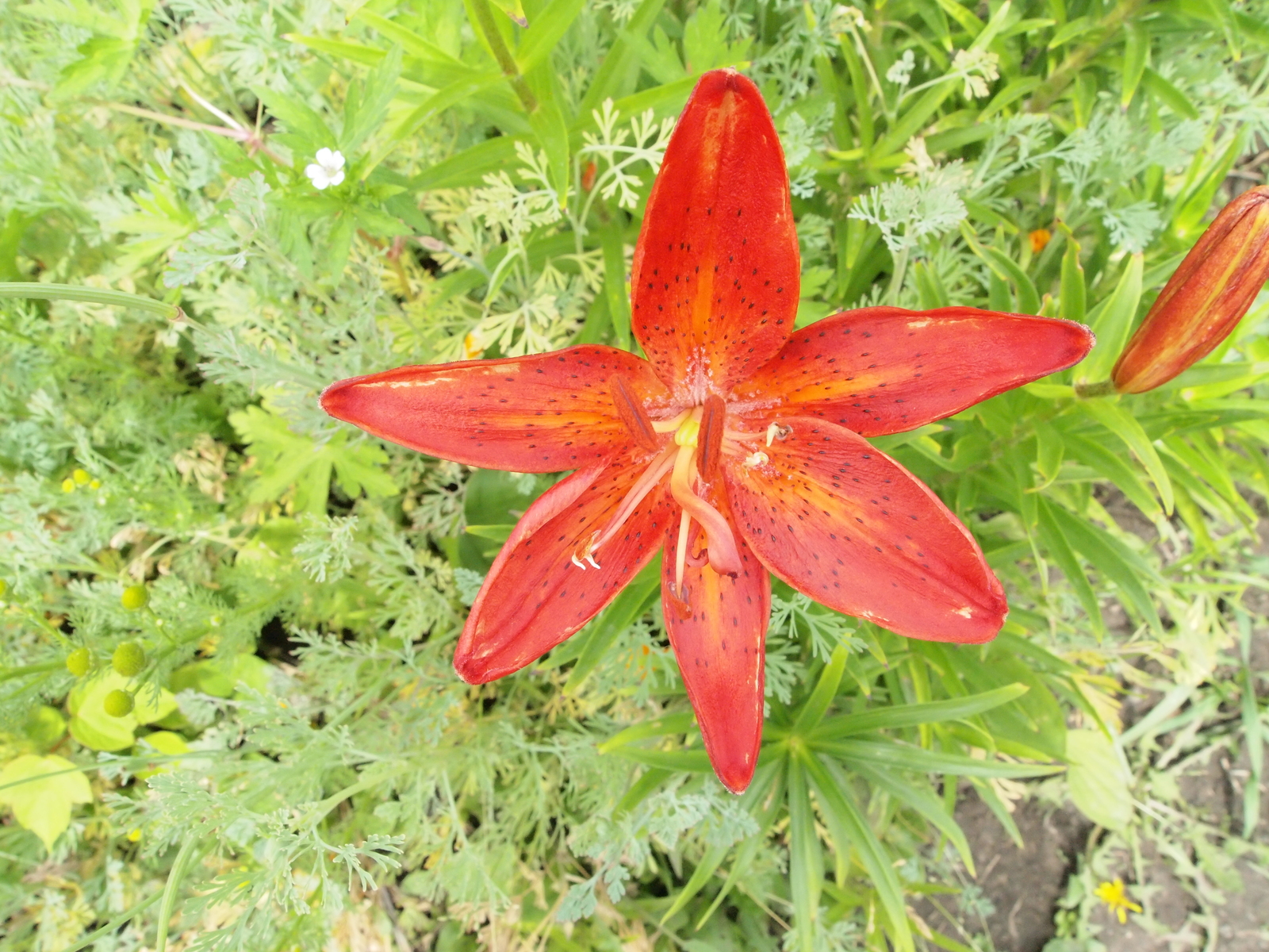 Lilies - My, The photo, Flowers, Lily, Red, White, Longpost