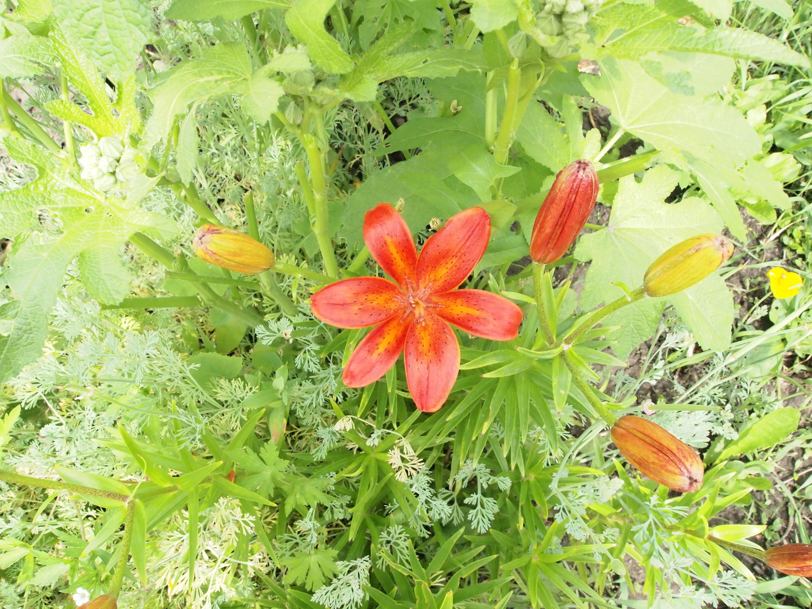 Lilies - My, The photo, Flowers, Lily, Red, White, Longpost