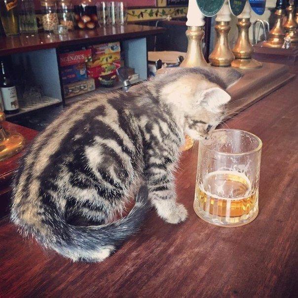 This British pub is a beer and cat lovers paradise - Interesting, A pub, , Longpost, cat