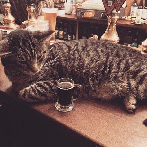 This British pub is a beer and cat lovers paradise - Interesting, A pub, , Longpost, cat