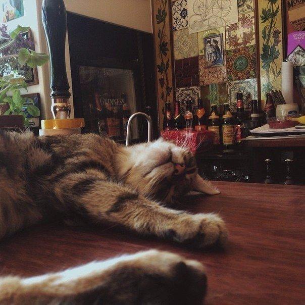 This British pub is a beer and cat lovers paradise - Interesting, A pub, , Longpost, cat