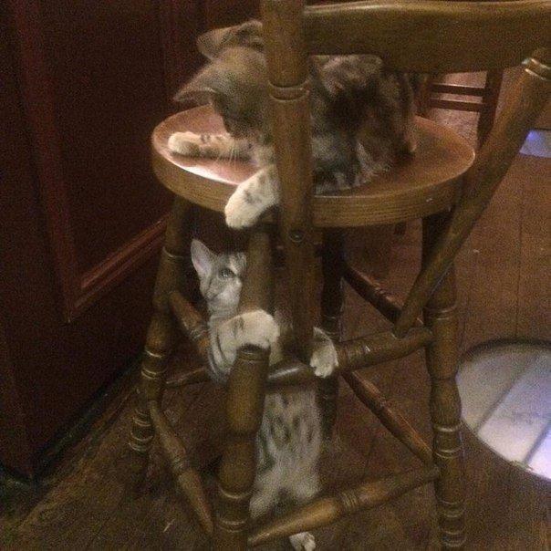 This British pub is a beer and cat lovers paradise - Interesting, A pub, , Longpost, cat